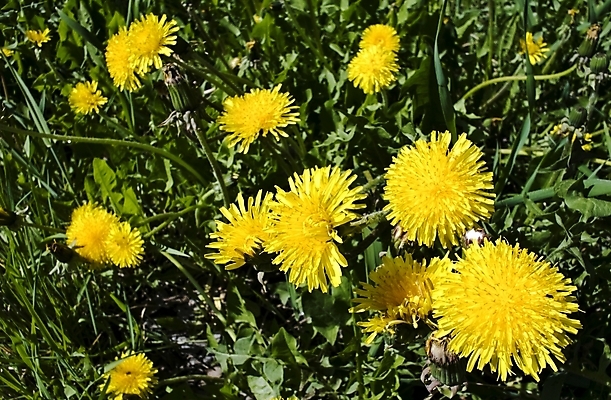 포토 JPG 해외이미지 식물 공원 꽃잎 꽃 백그라운드 잎 꽃무늬 밭 가족 자연 휴가 풍경 잔디 사람없음 야외 초록색 빛 노란색 환경 정원 봄 벚꽃 시골 민들레 5월 허브 꽃가루 내추럴 땅바닥 해외202004 해외포토 계절 공공시설 컬러 무늬 농업 관계 바닥 날짜 가루 생태계 파일형식 이미지허브