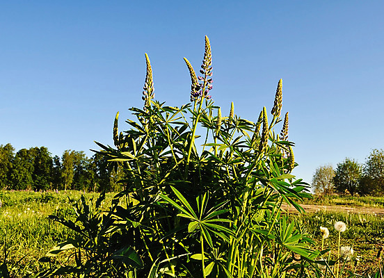 포토 JPG 해외이미지 식물 계절 꽃 잎 자연 풍경 사람없음 야외 초록색 여름 환경 보라색 침묵 들꽃 시골 개화 땅 허브 강렬 땅바닥 영원 해외202004 해외포토 컬러 바닥 소리 생태계 파일형식 이미지허브