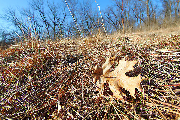 포토 JPG 해외이미지 나무 공원 잎 밭 자연 풍경 사람없음 야외 햇빛 환경 봄 황무지 보호 숲 생태계 생물학 장면 서식지 내추럴 굴곡 생태학 해외202004 해외포토 식물 계절 공공시설 교육 컨셉 농업 태양 파일형식 이미지허브