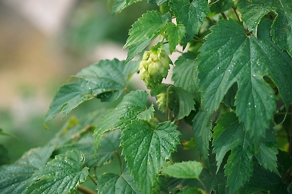 포토 JPG 해외이미지 식물 음료 음식 백그라운드 농업 재료 자연 건강 사람없음 초록색 여름 농작물 약 성장 나뭇가지 시골 신선 덩굴 허브 향신료 유기농 원뿔 내추럴 억울 해외202004 해외포토 도형 나무 웰빙 계절 감정 산업 컬러 의학 생태계 향미료 파일형식 이미지허브