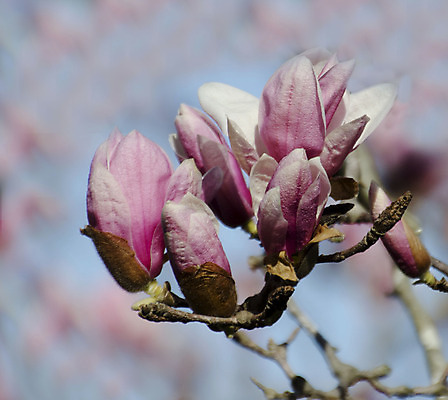 포토 JPG 해외이미지 나무 식물 계절 꽃잎 꽃 분홍색 백그라운드 자연 사람없음 햇빛 태양 정원 맑음 봄 벚꽃 나뭇가지 시간 개화 큼 자주색 과수원 묘사 목련 내추럴 해외202004 해외포토 자연요소 컬러 농업 날씨 크기 생태계 파일형식 이미지허브