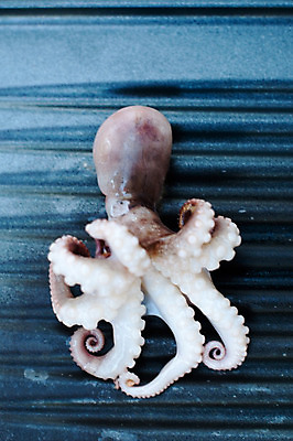 포토 JPG 해외이미지 동물 접시 음식 바다 채소 건강 어류 요리 사람없음 식사 저녁식사 튀김 흰색 아기 신선 반지 그릴 작음 바비큐 지중해 먹기 허브 해산물 오징어 문어 튜브 촉수 미니 세피아 해외202004 해외포토 식물 식기 컬러 장신구 모션 주방용품 연체동물 촬영기법 사람 수중동물 크기 파일형식 이미지허브