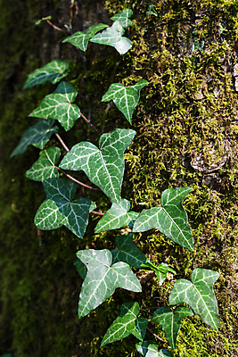 포토 JPG 해외이미지 나무 식물 공원 꽃잎 잎 꽃무늬 자연 이끼 사람없음 야외 초록색 여름 환경 봄 성장 닫기 숲 관목 생태계 아이비 영원 해외202004 해외포토 계절 공공시설 꽃 컬러 무늬 모션 파일형식 이미지허브