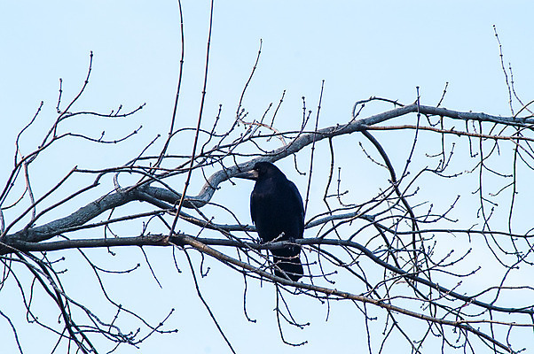 포토 JPG 해외이미지 나무 식물 동물 1 공원 실루엣 야생동물 음식 백그라운드 잎 겨울 날개 자연 조류 하늘 거리 앉기 사람없음 야외 목재 초록색 파란색 환경 검은색 어둠 힘 황혼 새벽 추위 흰색 나뭇가지 숲 깃털 부리 까마귀 고립 집게발 혼자 수평선 해외202004 해외포토 자연요소 계절 공공시설 컬러 재료 모션 촬영기법 일몰 생태계 파일형식 이미지허브