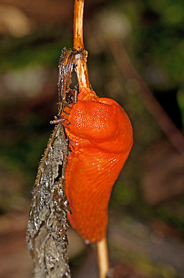 포토 JPG 해외이미지 동물 유럽 이동 오렌지 모션 자연 연체동물 안테나 사람없음 옆모습 빨간색 머리 정원 해충 가득함 느림 빨간머리 민달팽이 끈적임 해외202004 해외포토 헤어스타일 나라 뷰포인트 컬러 컨셉 과일 통신 무척추동물 신체부위 벌레 생태계 파일형식 달팽이_동물 이미지허브