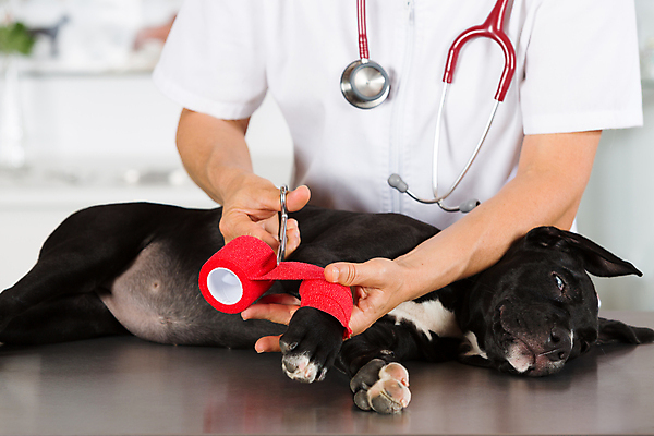 포토 JPG 해외이미지 동물 백인 직업 여자 새끼 유니폼 청진기 노동자 병원 한명 미소 사람 성인 반려동물 약 듣기 고통 간호사 의사 잡기 개 강아지 무서움 테리어 문서 사냥개 붕대 수의사 송곳니 돌봄 해외202004 해외포토 서양인 1 옷 감정 포유류 의학 의료기기 모션 표정 의료진 치아 파일형식 이미지허브