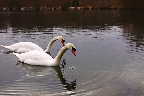 포토 JPG 해외이미지 주간 호수 두마리 사람없음 야외 백조 해외202004 해외포토 자연요소 2 조류 파일형식 이미지허브