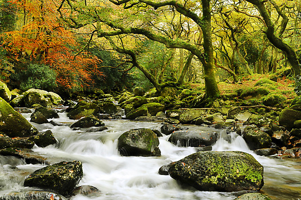 포토 JPG 해외이미지 나무 잎 오렌지 자연 이끼 풍경 사람없음 야외 빨간색 초록색 물 빛 강 달리기 햇빛 태양 안개 광선 가을 나뭇가지 개울 숲 신비 암초 마법 느림 다트무어 해외202004 해외포토 자연요소 식물 계절 컬러 컨셉 과일 모션 날씨 생태계 파일형식 이미지허브