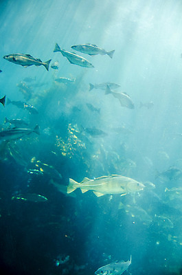 포토 JPG 해외이미지 동물 실루엣 야생동물 바다 모션 자연 유리 종류 어류 사람없음 물 파란색 컬러풀 햇빛 환경 바닷속 수중 수영 자유 탐험 소용돌이 대표 오징어 다이빙 암초 수족관 고등어 궤도 대서양 내추럴 깊이 돌리기 생태학 소금물 식민지 청어 해외202004 해외포토 자연요소 교육 컬러 컨셉 재질 연체동물 촬영기법 태양 수중동물 회오리 수상스포츠 생태계 수중스포츠 파일형식 이미지허브
