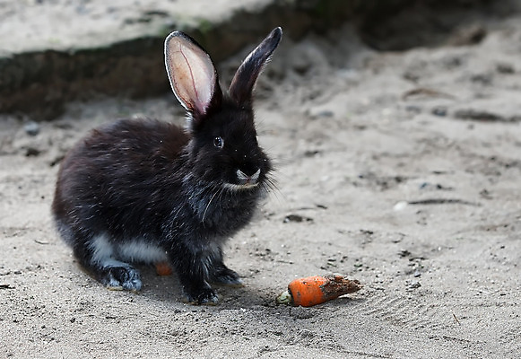 포토 JPG 해외이미지 주간 한마리 사람없음 야외 흙 당근 토끼 흑토끼 해외포토 자연요소 1 포유류 뿌리채소 반려동물 파일형식 이미지허브