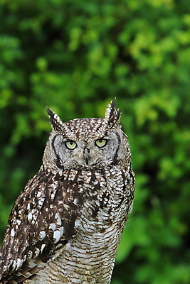 포토 JPG 해외이미지 나무 동물 야생동물 자연 조류 사람없음 야외 점 먹이 깃털 부엉이 사냥꾼 해외202004 해외포토 식물 직업 생태계 파일형식 이미지허브