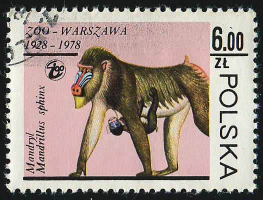 포토 JPG 해외이미지 동물 척추동물 응시 얼굴 야생동물 과일 포유류 아프리카 봉투 수염 털 동물원 사람없음 힘 수확 원숭이 아기 입 신용카드 메시지 강아지 큼 편지 코 복고 유인원 주소 우표 폴란드 옛날 해외202004 해외포토 시선 유럽 나라 농업 사람 신체부위 금융 반려동물 개 크기 파일형식 이미지허브