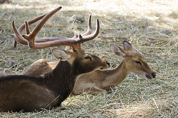 포토 JPG 해외이미지 동물 공원 남자 아시아 야생동물 여행 백그라운드 밭 포유류 태국 자연 초식동물 사슴 휴식 털 뿔 동물원 동양인 풍경 사람없음 야외 초록색 물 빛 갈색 달러 숲 영양 내추럴 거짓말 마스코트 삼림지대 전국 해외202004 해외포토 자연요소 공공시설 나라 컬러 컨셉 돈 농업 사람 인종 생태계 파일형식 이미지허브