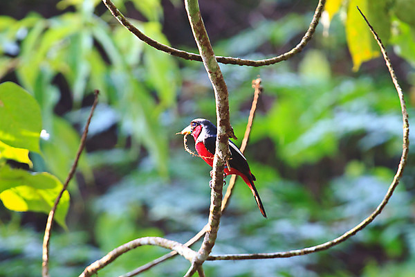 포토 JPG 해외이미지 나무 동물 야생동물 백그라운드 자연 조류 사람없음 빨간색 컬러풀 검은색 자유 나뭇가지 깃털 동물상 해외202004 해외포토 식물 컬러 컨셉 조형물 생태계 파일형식 이미지허브