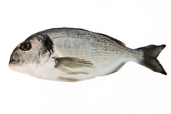 포토 JPG 해외이미지 사람없음 날것 도미 해외202004 해외포토 어류 파일형식 이미지허브