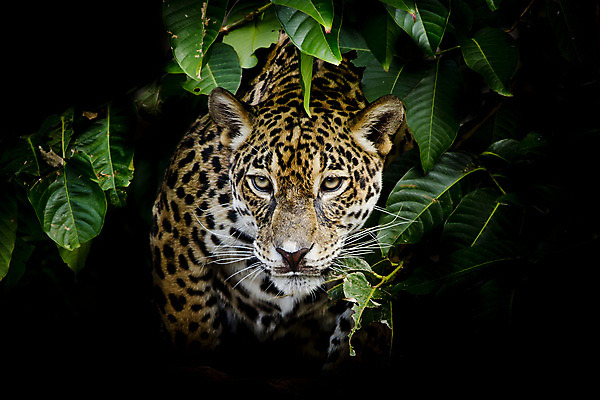 포토 JPG 해외이미지 동물 시선 얼굴 야생동물 백그라운드 포유류 자연 코끼리 털 동물원 사람없음 파란색 머리 검은색 고양이 줄무늬 가을 흰색 호랑이 사자 큼 코 귀 육식동물 얼룩말 표범 고립 해외202004 해외포토 계절 컬러 무늬 신체부위 반려동물 말_동물 크기 생태계 파일형식 이미지허브