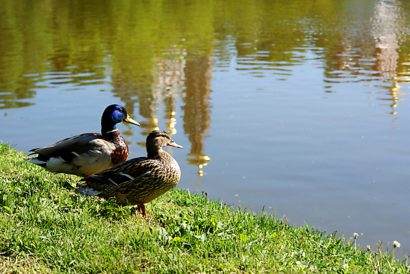 포토 JPG 해외이미지 동물 커플 2 가족 자연 조류 오리 사랑 사람없음 여름 지원 해외202004 해외포토 계절 감정 관계 생태계 파일형식 이미지허브
