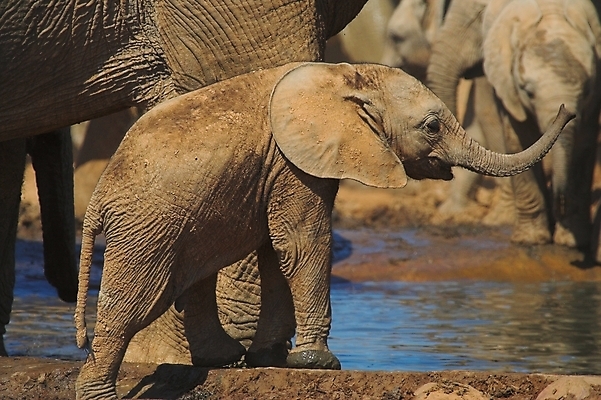 포토 JPG 해외이미지 식물 동물 음료 야생동물 여행 신체 포유류 아프리카 자연 초식동물 코끼리 사람없음 물 반사 머리 힘 마시기 위험 큼 갈증 사파리 꼬리 귀 부드러움 5 진흙 상아 멸종 거인 남아프리카 동물상 몬스터 원정 해외202004 해외포토 자연요소 나라 컨셉 모션 신체부위 조형물 숫자 감각 크기 생태계 파일형식 이미지허브