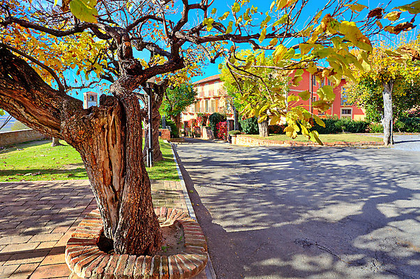 포토 JPG 해외이미지 나무 식물 계절 유럽 도로 줄기 여행 잎 자연 휴가 거리 주택 사람없음 야외 여름 컬러풀 산타클로스 노란색 여행객 이탈리아 가을 나뭇가지 시골 도시 그림 타운 산기슭 내추럴 옛날 피에몬테 해외202004 해외포토 나라 길 컬러 크리스마스 교통시설 산 사람 건물 생태계 파일형식 이미지허브