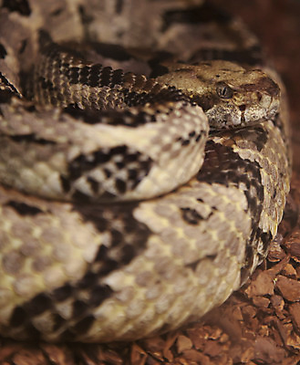 포토 JPG 해외이미지 야생동물 파충류 자연 종류 사람없음 환경 독약 뱀 보호 위험 무서움 육식동물 딸랑이 내추럴 감싸기 수목 특별함 효율 해외202004 해외포토 동물 감정 컨셉 모션 아기용품 생태계 파일형식 이미지허브