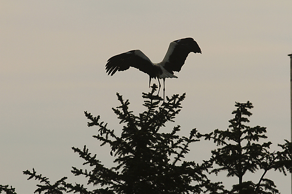 포토 JPG 해외이미지 동물 1 공원 야생동물 어린이 음식 백그라운드 이동 날개 가족 자연 조류 하늘 주택 종류 사람없음 빨간색 세로 초록색 여름 파란색 검은색 봄 펼침 흰색 아기 오픈 둥지 큼 순수 깃털 부리 슛 목 고립 돌봄 황새 해외202004 해외포토 계절 공공시설 컬러 컨셉 관계 모션 사람 건물 신체부위 크기 생태계 파일형식 이미지허브