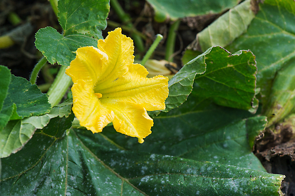 포토 JPG 해외이미지 꽃 음식 채소 호박 사람없음 노란색 정원 개화 원예 땅바닥 해외202004 해외포토 식물 컬러 바닥 취미 파일형식 이미지허브