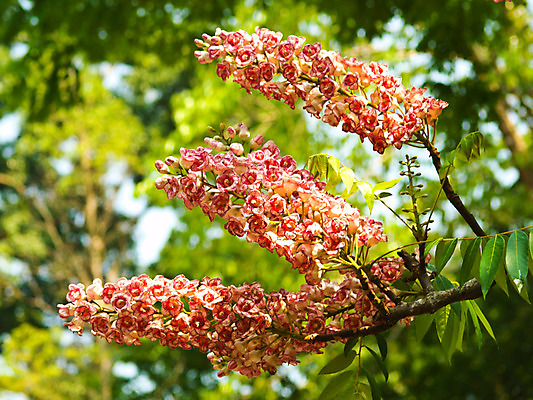 포토 JPG 해외이미지 식물 디자인 계절 공원 꽃 분홍색 꽃다발 백그라운드 컨셉 잎 꽃무늬 밭 자연 벽지 발렌타인데이 사람없음 야외 장식 초록색 여름 컬러풀 정원 봄 벚꽃 신선 닫기 다발 내추럴 스타일 해외202004 해외포토 공공시설 컬러 무늬 농업 모션 데이이벤트 생태계 파일형식 이미지허브