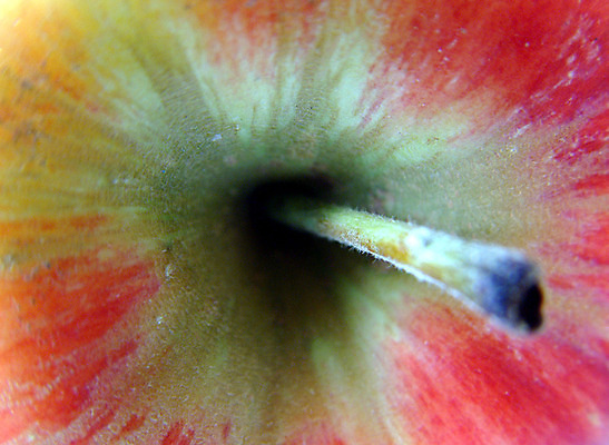 포토 JPG 해외이미지 모양 1 음식 줄기 잎 2 과일 사람없음 빨간색 껍질 가을 흰색 신선 원형 달콤 사과 유기농 질감 정맥 고립 해외202004 해외포토 도형 식물 웰빙 계절 컬러 맛 혈관 파일형식 이미지허브