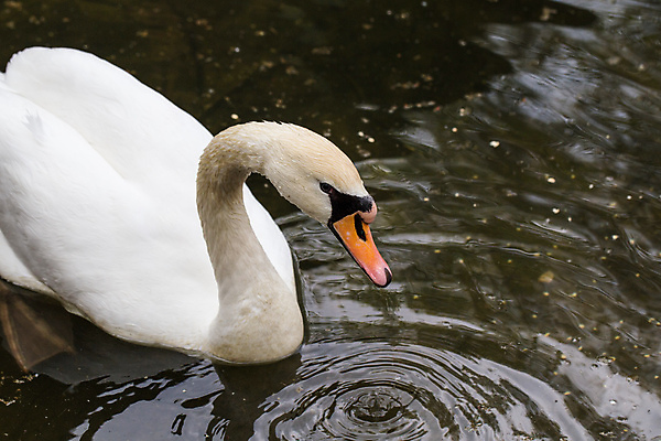 포토 JPG 해외이미지 주간 한마리 호수 사람없음 야외 백조 해외202004 해외포토 자연요소 1 조류 파일형식 이미지허브