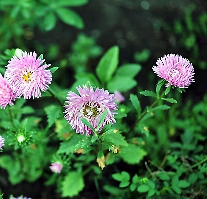 포토 JPG 해외이미지 식물 계절 공원 꽃잎 꽃 분홍색 백그라운드 잎 꽃무늬 자연 프레임 국화 사람없음 장식 초록색 햇빛 머리 정원 보라색 벚꽃 가을 신선 개화 닫기 가득함 원예 질감 데이지 10월 내추럴 해외202004 해외포토 공공시설 컬러 무늬 모션 취미 신체부위 태양 날짜 생태계 파일형식 이미지허브