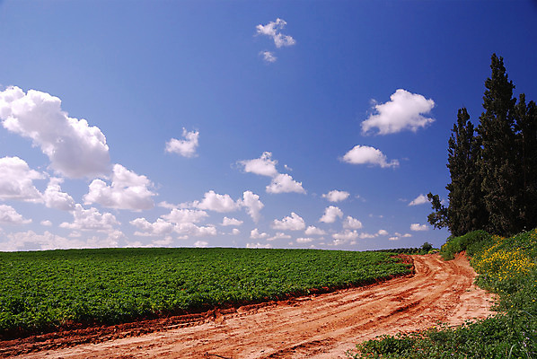포토 JPG 해외이미지 식물 구름 계절 도로 지구 백그라운드 밭 자연 하늘 씨앗 풍경 사람없음 야외 초록색 파란색 우주 흙 봄 자유 시골 신선 땅 아로마 먼지 진흙 악취 흙길 수평선 목가 해외202004 해외포토 자연요소 길 컬러 컨셉 농업 교통시설 생태계 냄새 파일형식 이미지허브