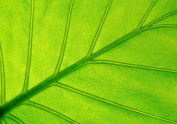 포토 JPG 해외이미지 모양 식물 종이 선 백그라운드 잎 꽃무늬 패턴 자연 건강 사람없음 초록색 여름 봄 성장 가을 신선 황금 닫기 묘사 오브젝트 싱글 유기농 질감 내추럴 땅바닥 엘리먼트 해외202004 해외포토 웰빙 계절 꽃 컬러 무늬 모션 바닥 생태계 파일형식 이미지허브