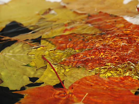 포토 JPG 해외이미지 식물 계절 백그라운드 단풍 잎 오렌지 자연 추상 기술 사람없음 빨간색 물 갈색 노란색 환경 활발 젖음 가을 화려 황금 9월 11월 수집 질감 장면 10월 해외202004 해외포토 자연요소 컬러 컨셉 무늬 과일 날짜 생태계 파일형식 이미지허브
