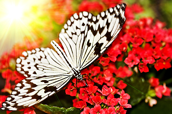 포토 JPG 해외이미지 동물 꽃 야생동물 과학 나비 곤충 백그라운드 날개 자연 새로움 안테나 사람없음 야외 빨간색 빛 컬러풀 환경 나뭇가지 황무지 변화 우아함 보호 작음 날카로움 부드러움 내추럴 변태 수유 정교 해외202004 해외포토 나무 식물 컬러 컨셉 통신 감각 크기 생태계 파일형식 이미지허브