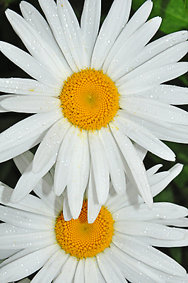 포토 JPG 해외이미지 식물 꽃잎 꽃 꽃무늬 사람없음 정원 봄 성장 벚꽃 흰색 개화 데이지 향기 해외202004 해외포토 계절 컬러 무늬 냄새 파일형식 이미지허브