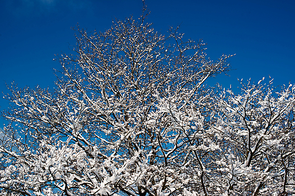 포토 JPG 해외이미지 나무 계절 공원 낙엽 겨울 자연 하늘 날씨 풍경 사람없음 야외 목재 가로 파란색 빛 햇빛 평화 환경 냉동 얼음 추위 덮개 흰색 나뭇가지 신선 숲 12월 크리스탈 가루 서리 장면 1월 내추럴 2월 폭설 눈내림 해외202004 해외포토 자연요소 식물 공공시설 컬러 컨셉 잎 재료 눈_날씨 태양 뚜껑 날짜 광석 자연재해 생태계 파일형식 이미지허브