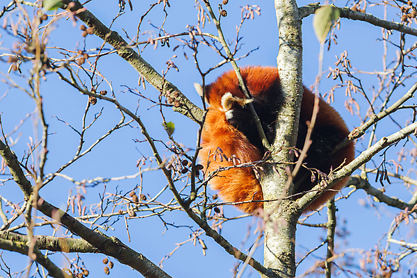 포토 JPG 해외이미지 주간 한마리 사람없음 야외 아웃포커스 귀여움 나뭇가지 잠 레서판다 해외202004 해외포토 자연요소 나무 1 컨셉 포유류 촬영기법 파일형식 이미지허브