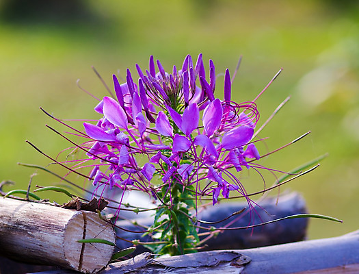 포토 JPG 해외이미지 나무 식물 공원 꽃 분홍색 백그라운드 꽃무늬 태국 풍경 사람없음 야외 가로 초록색 여름 컬러풀 정원 보라색 봄 성장 신선 개화 가시 닫기 만족 그림 원예 조경 화단 거미 내추럴 많음 해외202004 해외포토 계절 공공시설 감정 아시아 컬러 곤충 컨셉 무늬 모션 취미 파일형식 이미지허브