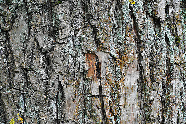 포토 JPG 해외이미지 나무 식물 디자인 선 벽 백그라운드 패턴 자연 표면 날씨 추상 건조 사람없음 목재 갈색 환경 골동품 시간 소나무 거친 역사 보호 널 숲 피부 묘사 부식 질감 목공예 나무껍질 잡동사니 내추럴 외양간 그런지 수목 옛날 울퉁불퉁 노화 디테일 해외202004 해외포토 컬러 컨셉 무늬 재료 신체부위 껍질 공예 생태계 파일형식 이미지허브