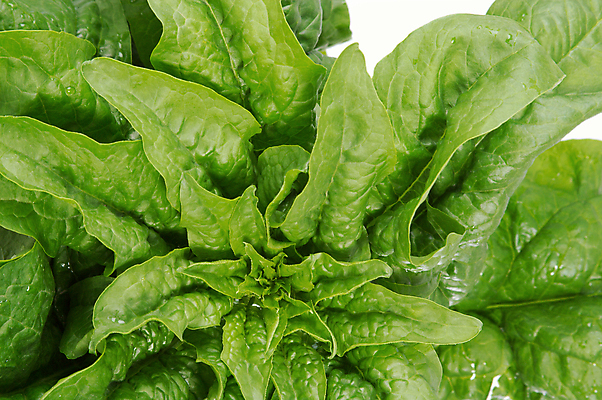 포토 JPG 해외이미지 음식 백그라운드 잎 패턴 농업 채소 재료 프레임 건강 사람없음 초록색 쌓기 봄 샐러드 흰색 유기농 날것 시금치 흙더미 채식주의자 해외202004 해외포토 식물 웰빙 계절 산업 컬러 무늬 모션 흙 채식 파일형식 더미 이미지허브