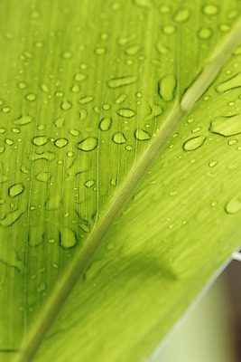 포토 JPG 해외이미지 식물 디자인 백그라운드 잎 자연 사람없음 초록색 물 반사 환경 정원 봄 젖음 흰색 물방울 신선 닫기 떨어짐 이슬 즐거움 질감 정맥 내추럴 베르데 해외202004 해외포토 자연요소 계절 감정 컬러 컨셉 모션 생태계 혈관 파일형식 이미지허브