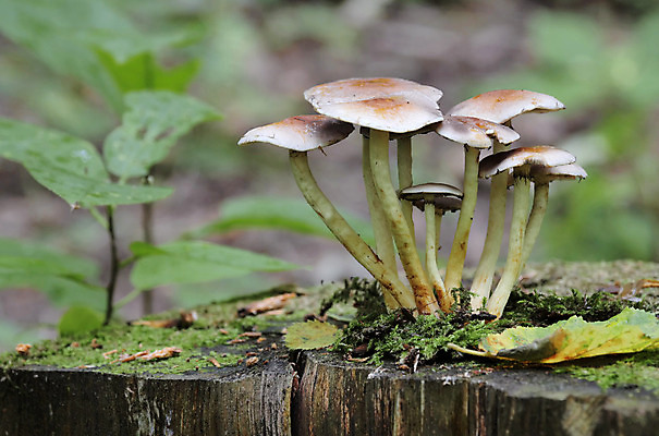 포토 JPG 해외이미지 나무 식물 계절 오렌지 자연 이끼 사람없음 야외 목재 빨간색 초록색 물 여름 갈색 노란색 버섯 젖음 성장 가을 흰색 떨어짐 숲 이슬 유기농 날것 통나무 나무껍질 내추럴 곰팡이 그물버섯 캡모자 해외202004 해외포토 자연요소 모자_잡화 웰빙 컬러 컨셉 과일 재료 껍질 생태계 파일형식 이미지허브