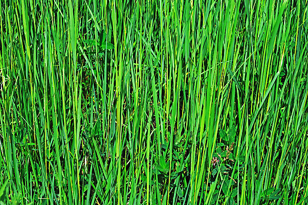 포토 JPG 해외이미지 계절 공원 지구 음식 백그라운드 잎 밭 자연 풍경 사람없음 야외 초록색 여름 햇빛 평화 환경 맑음 봄 하이킹 시골 땅 허브 땅바닥 해외202004 해외포토 식물 공공시설 컬러 컨셉 농업 레저 날씨 바닥 태양 생태계 파일형식 이미지허브