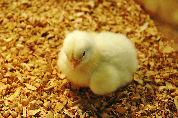 포토 JPG 해외이미지 동물 조류 병아리 사람없음 반려동물 농장 노란색 치킨 아기 신생아 작음 먹이 깃털 부리 부드러움 솜털 부화 해외202004 해외포토 컬러 농업 사람 감각 크기 닭고기요리 파일형식 이미지허브