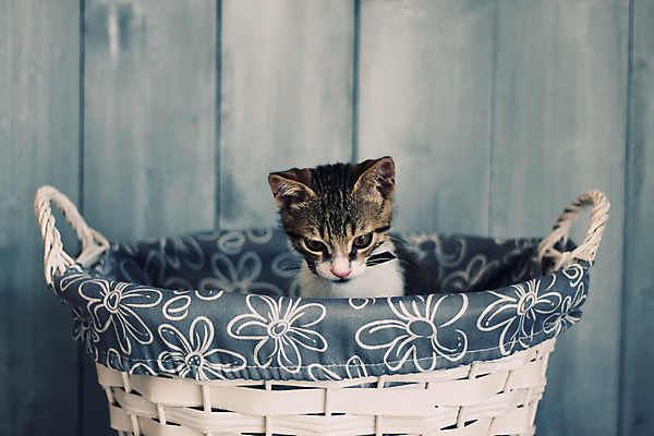 포토 JPG 해외이미지 동물 1 백그라운드 털 사람없음 목재 반려동물 머리 바구니 고양이 수확 흰색 작음 모피 복고 솜털 거짓말 해외202004 해외포토 나무 컬러 농업 재료 포유류 신체부위 크기 파일형식 이미지허브