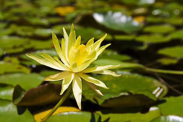 포토 JPG 해외이미지 식물 계절 꽃잎 꽃 호수 백그라운드 잎 꽃무늬 자연 사랑 사람없음 초록색 물 태양 반사 노란색 평화 환경 정원 봄 벚꽃 연못 닫기 그늘 심플 치수 장면 카피스페이스 해외202004 해외포토 자연요소 감정 컬러 컨셉 무늬 모션 공백 생태계 파일형식 이미지허브