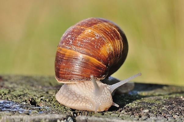 포토 JPG 해외이미지 연체동물 사람없음 껍질 해외202004 해외포토 무척추동물 파일형식 이미지허브