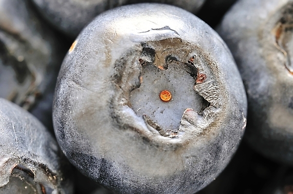 포토 JPG 해외이미지 식물 열매 음식 백그라운드 다이어트 채소 과일 자연 디저트 건강 사람없음 빨간색 여름 빛 신선 달콤 맛 먹기 유기농 질감 블루베리 날것 내추럴 숙성 해외202004 해외포토 웰빙 계절 컬러 컨셉 모션 생태계 파일형식 이미지허브