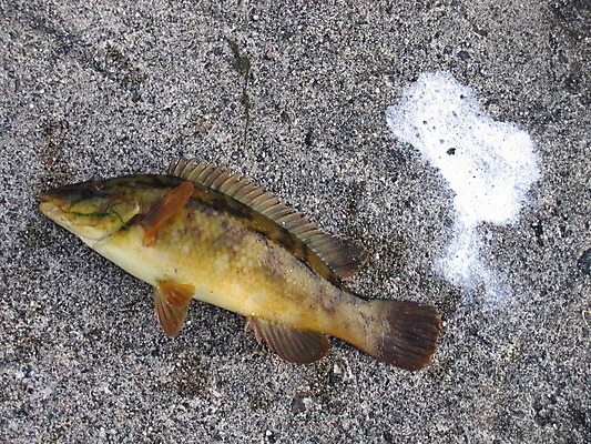 포토 JPG 해외이미지 음식 발 자연 낚시 털 어류 사람없음 물 여름 검은색 고양이 회색 바위 흰색 잡기 아스팔트 먹기 꼬리 해외202004 해외포토 자연요소 계절 도로 컬러 포유류 모션 레저 신체부위 반려동물 수중동물 돌_바위 생태계 파일형식 이미지허브