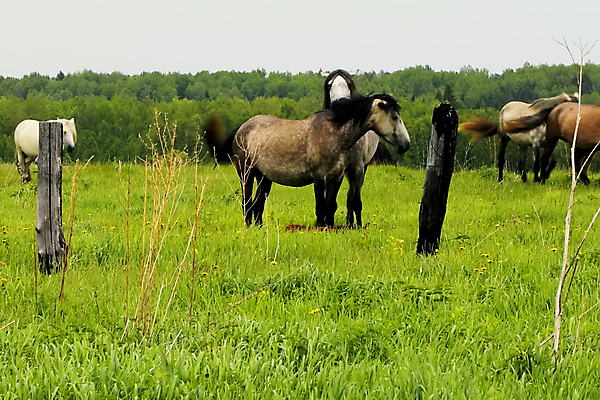포토 JPG 해외이미지 동물 계절 길 백그라운드 꽃무늬 밭 농업 포유류 자연 아침 조명 산 풍경 사람없음 야외 초록색 여름 빛 컬러풀 농장 마을 환경 봄 안개 가을 시골 신선 숲 땅 언덕 전나무 내추럴 산악지대 웅장함 해외202004 해외포토 주간 나무 꽃 산업 컬러 무늬 날씨 생태계 파일형식 이미지허브